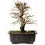 Ulmus parvifolia Nire, 20 cm, ± 10 ans, avec un nebari de 3 cm