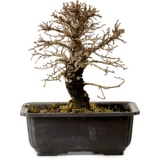 Ulmus parvifolia Nire, 18 cm, ± 10 Jahre alt