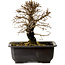 Ulmus parvifolia Nire, 18 cm, ± 10 Jahre alt, mit einem Nebari von 3 cm