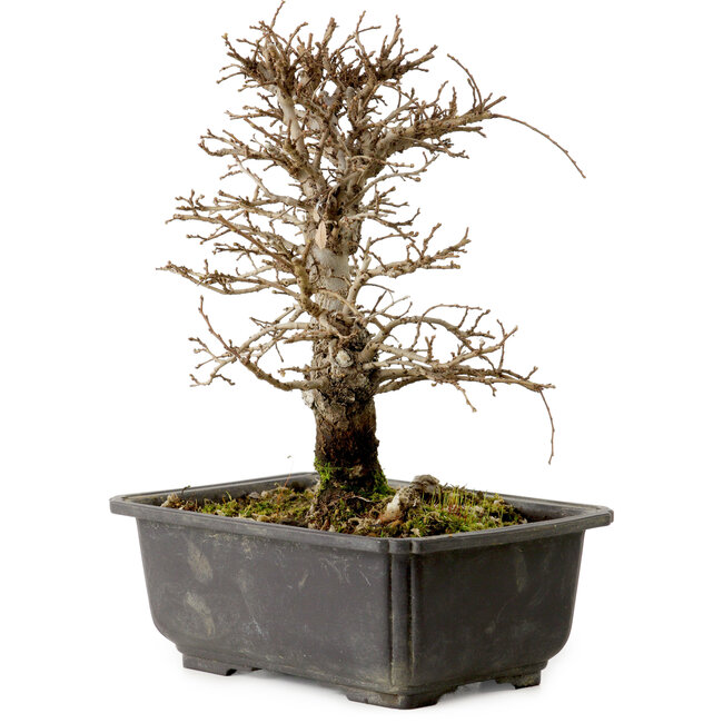 Ulmus parvifolia Nire, 20 cm, ± 10 ans, avec un nebari de 3 cm