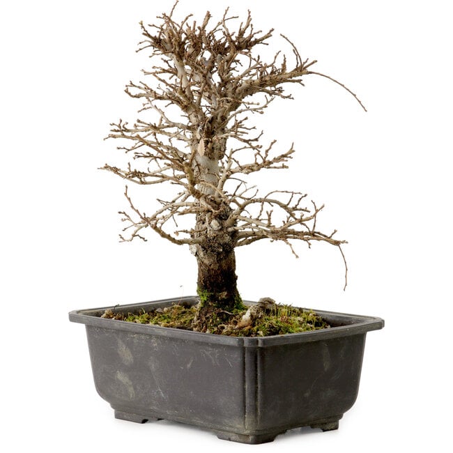 Ulmus parvifolia Nire, 20 cm, ± 10 Jahre alt, mit einer Nebari von 3 cm