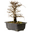Ulmus parvifolia Nire, 20 cm, ± 10 Jahre alt, mit einer Nebari von 3 cm