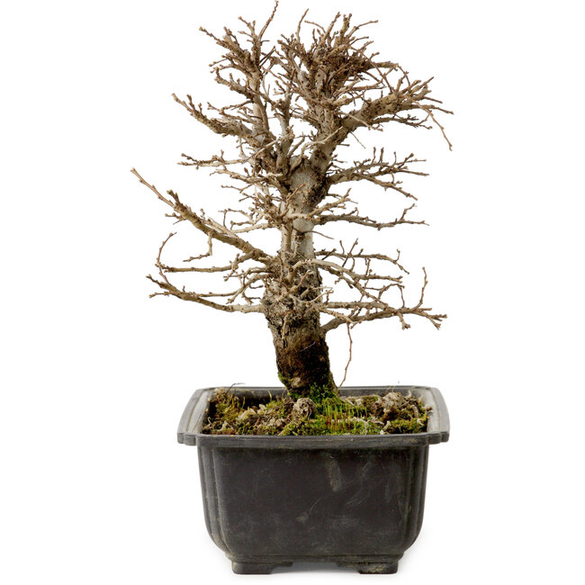 Ulmus parvifolia Nire, 20 cm, ± 10 Jahre alt, mit einer Nebari von 3 cm
