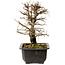 Ulmus parvifolia Nire, 20 cm, ± 10 Jahre alt, mit einer Nebari von 3 cm