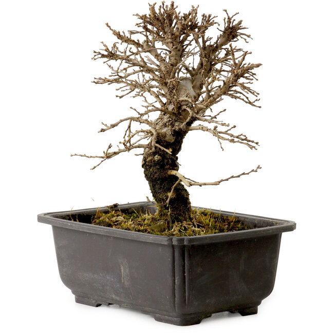 Ulmus parvifolia Nire, 18 cm, ± 10 Jahre alt, mit einem Nebari von 3 cm