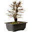 Ulmus parvifolia Nire, 20 cm, ± 10 ans, avec un nebari de 3 cm