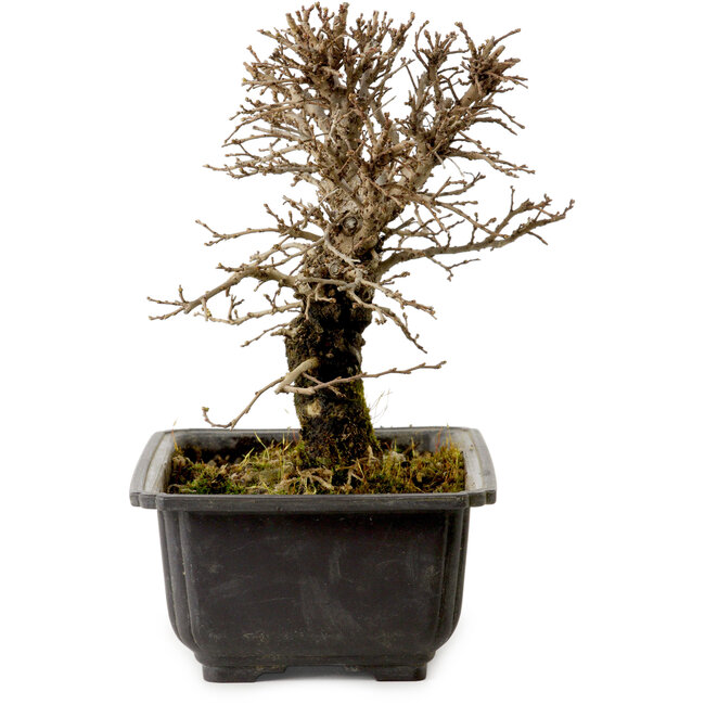 Ulmus parvifolia Nire, 18 cm, ± 10 Jahre alt, mit einem Nebari von 3 cm