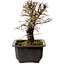 Ulmus parvifolia Nire, 18 cm, ± 10 anni, con nebari di 3 cm