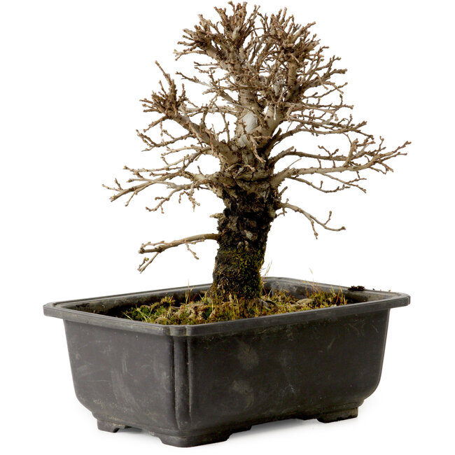 Ulmus parvifolia Nire, 18 cm, ± 10 Jahre alt, mit einem Nebari von 3 cm