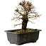 Ulmus parvifolia Nire, 18 cm, ± 10 Jahre alt, mit einem Nebari von 3 cm