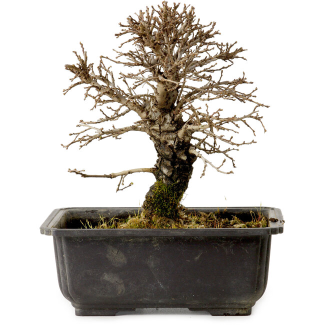 Ulmus parvifolia Nire, 18 cm, ± 10 Jahre alt, mit einem Nebari von 3 cm