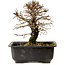 Ulmus parvifolia Nire, 18 cm, ± 10 Jahre alt, mit einem Nebari von 3 cm