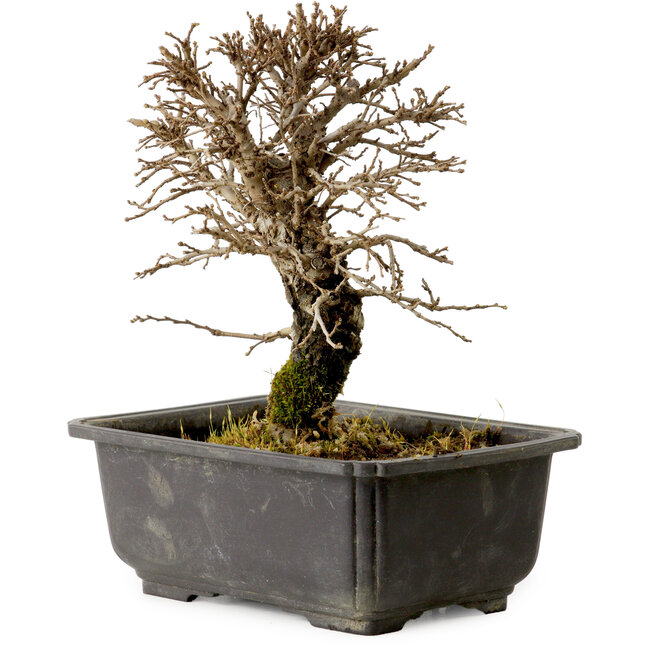Ulmus parvifolia Nire, 18 cm, ± 10 ans, avec un nebari de 3 cm