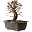 Ulmus parvifolia Nire, 18 cm, ± 10 jaar oud, met een nebari van 3 cm