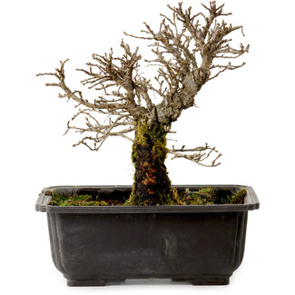 Ulmus parvifolia Nire, 16 cm, ± 10 anni