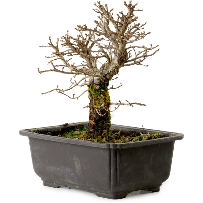 Ulmus parvifolia Nire, 16 cm, ± 10 años, con un nebari de 3 cm