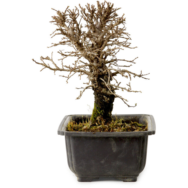 Ulmus parvifolia Nire, 18 cm, ± 10 anni, con nebari di 3 cm