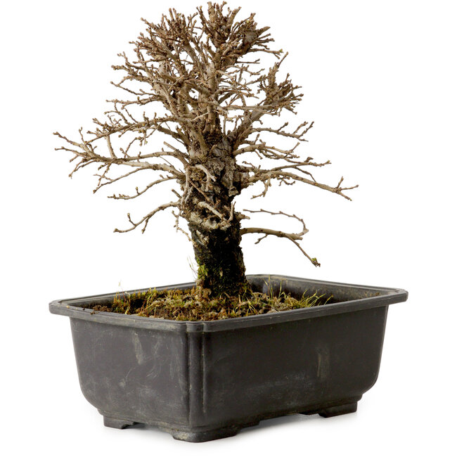 Ulmus parvifolia Nire, 18 cm, ± 10 jaar oud, met een nebari van 3 cm