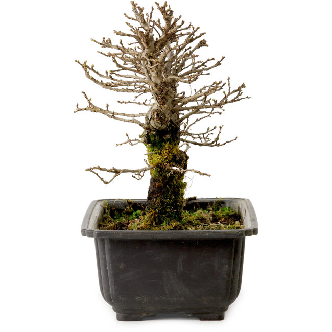 Ulmus parvifolia Nire, 16 cm, ± 10 anni, con nebari di 3 cm