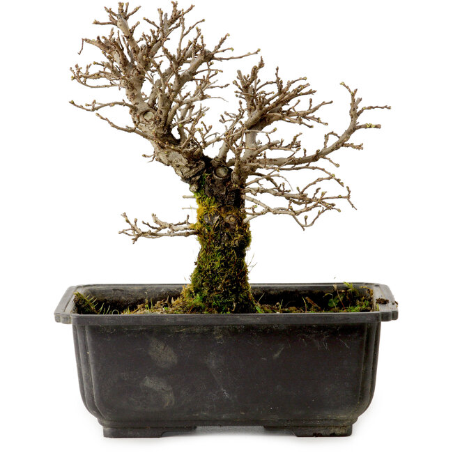 Ulmus parvifolia Nire, 16 cm, ± 10 anni, con nebari di 3 cm