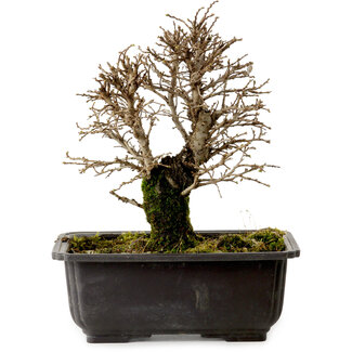 Ulmus parvifolia Nire, 18 cm, ± 10 jaar oud