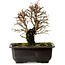 Ulmus parvifolia Nire, 18 cm, ± 10 Jahre alt, mit einem Nebari von 3 cm