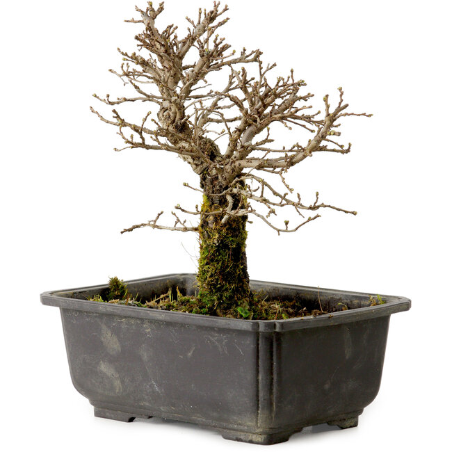 Ulmus parvifolia Nire, 16 cm, ± 10 anni, con nebari di 3 cm