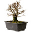 Ulmus parvifolia Nire, 18 cm, ± 10 ans, avec un nebari de 3 cm