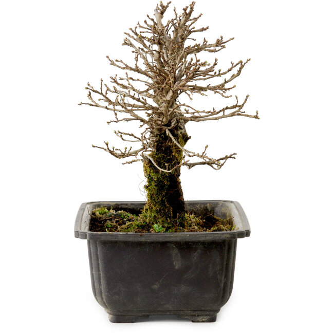 Ulmus parvifolia Nire, 16 cm, ± 10 jaar oud, met een nebari van 3 cm