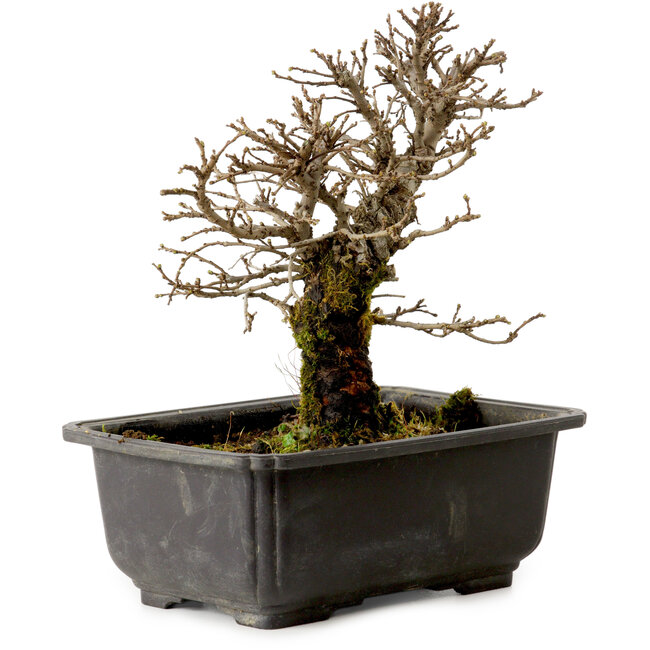 Ulmus parvifolia Nire, 16 cm, ± 10 años, con un nebari de 3 cm