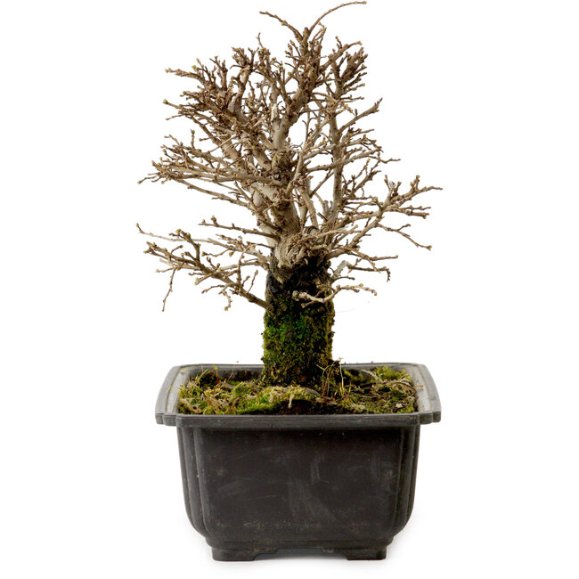 Ulmus parvifolia Nire, 18 cm, ± 10 Jahre alt, mit einem Nebari von 3 cm
