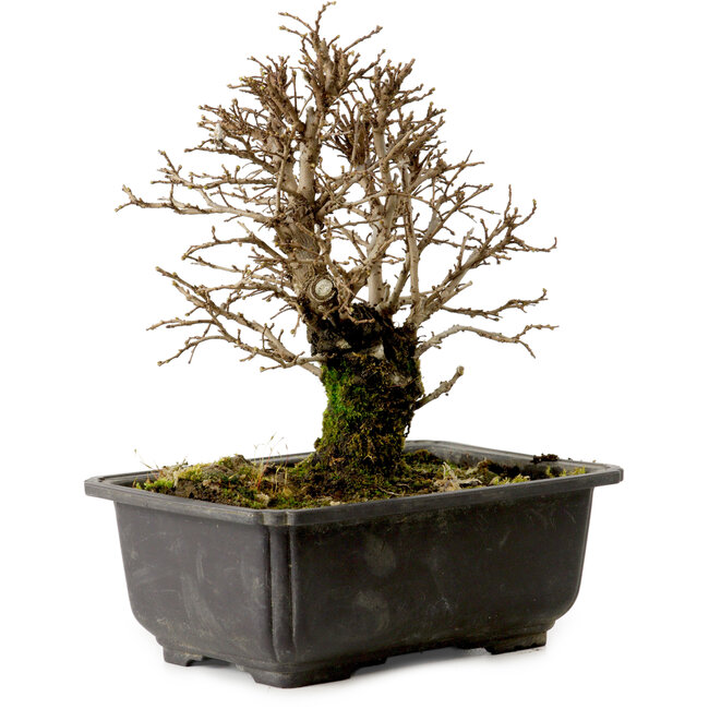 Ulmus parvifolia Nire, 18 cm, ± 10 jaar oud, met een nebari van 3 cm