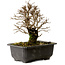 Ulmus parvifolia Nire, 18 cm, ± 10 Jahre alt, mit einem Nebari von 3 cm