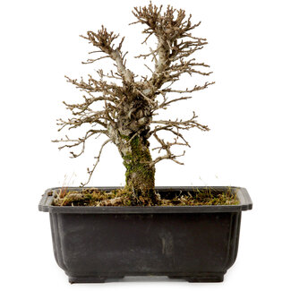 Ulmus parvifolia Nire, 16,5 cm, ± 10 Jahre alt