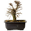 Ulmus parvifolia Nire, 16,5 cm, ± 10 ans, avec un nebari de 3 cm