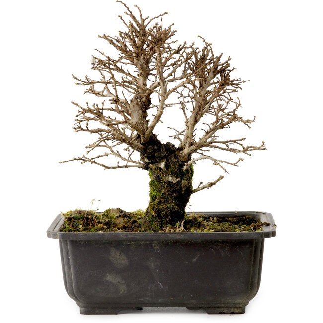 Ulmus parvifolia Nire, 18 cm, ± 10 Jahre alt, mit einem Nebari von 3 cm