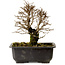 Ulmus parvifolia Nire, 18 cm, ± 10 jaar oud, met een nebari van 3 cm