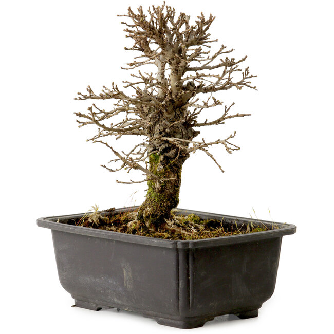 Ulmus parvifolia Nire, 16,5 cm, ± 10 years old, with a nebari of 3 cm