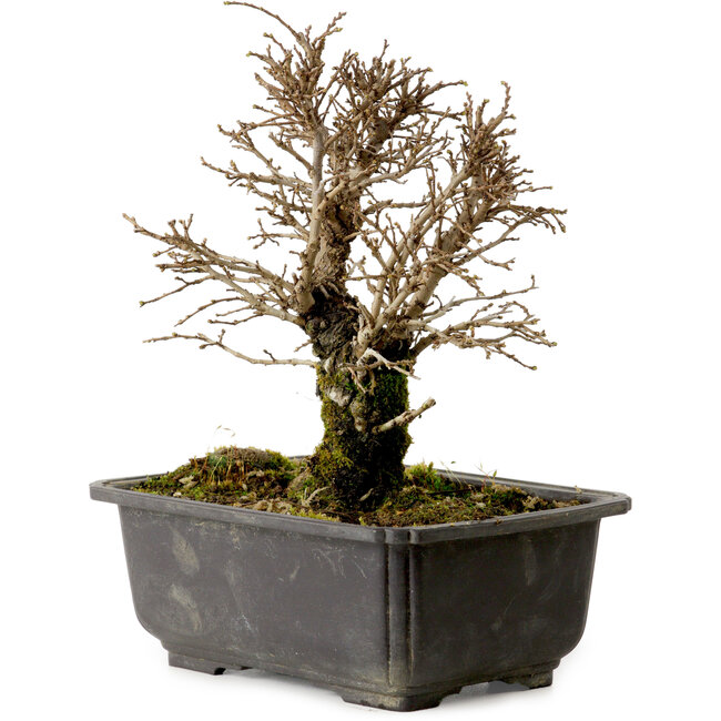 Ulmus parvifolia Nire, 18 cm, ± 10 Jahre alt, mit einem Nebari von 3 cm