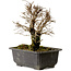Ulmus parvifolia Nire, 18 cm, ± 10 Jahre alt, mit einem Nebari von 3 cm