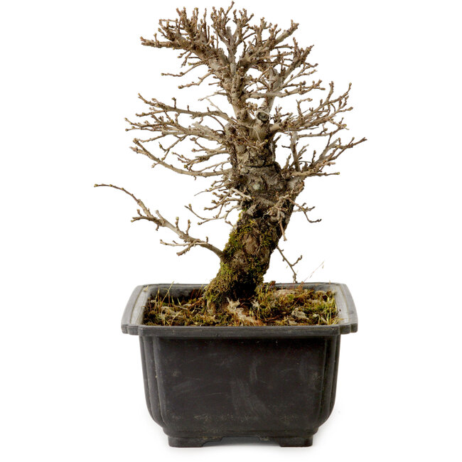 Ulmus parvifolia Nire, 16,5 cm, ± 10 años, con un nebari de 3 cm