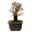 Ulmus parvifolia Nire, 18 cm, ± 10 años, con un nebari de 3 cm