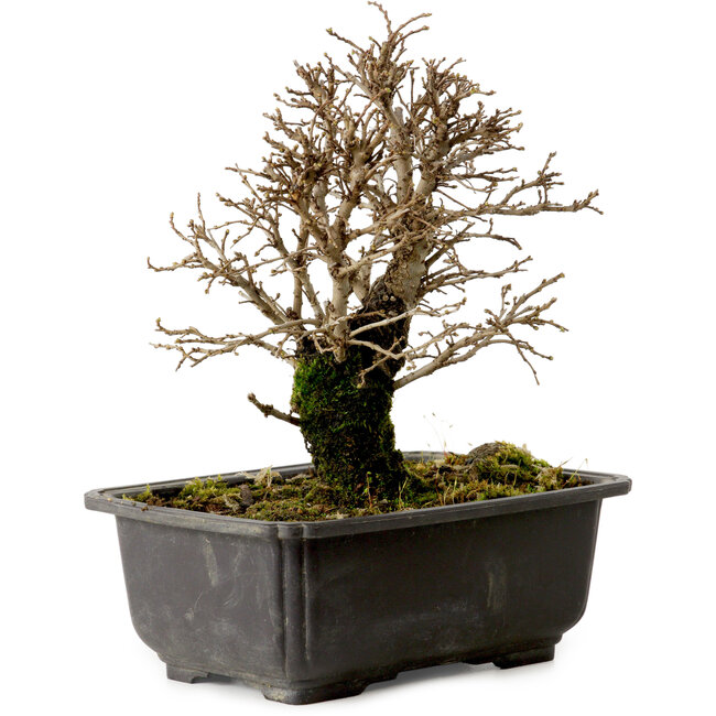 Ulmus parvifolia Nire, 18 cm, ± 10 jaar oud, met een nebari van 3 cm