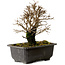 Ulmus parvifolia Nire, 18 cm, ± 10 ans, avec un nebari de 3 cm