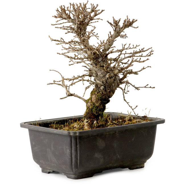 Ulmus parvifolia Nire, 16,5 cm, ± 10 jaar oud, met een nebari van 3 cm