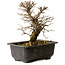 Ulmus parvifolia Nire, 16,5 cm, ± 10 ans, avec un nebari de 3 cm