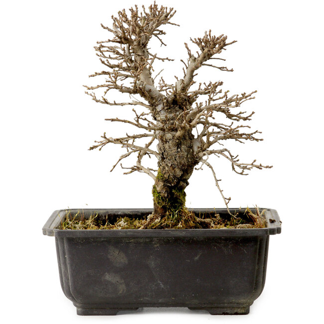 Ulmus parvifolia Nire, 16,5 cm, ± 10 jaar oud, met een nebari van 3 cm