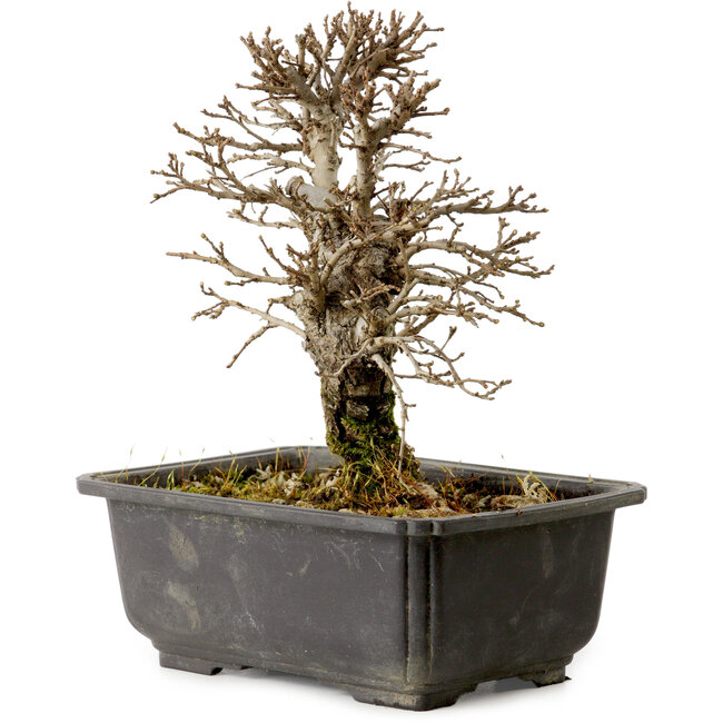 Ulmus parvifolia Nire, 16,5 cm, ± 10 jaar oud, met een nebari van 3 cm