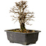 Ulmus parvifolia Nire, 16,5 cm, ± 10 jaar oud, met een nebari van 3 cm