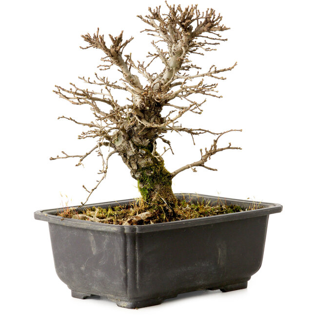 Ulmus parvifolia Nire, 16,5 cm, ± 10 Jahre alt, mit einer Nebari von 3 cm